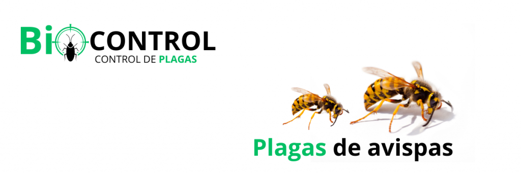 plaga de avispas
