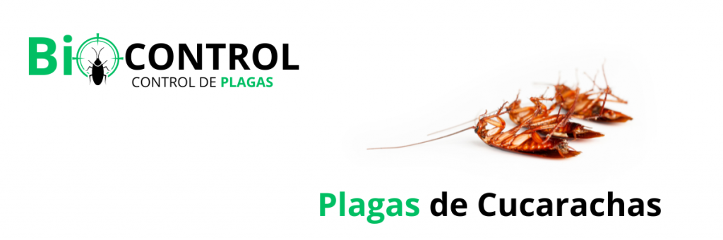 plagas cucarachas murcia