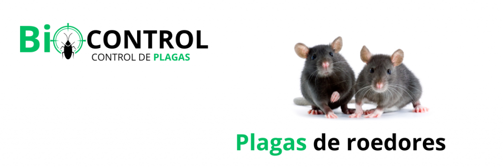 plagas ratas murcia